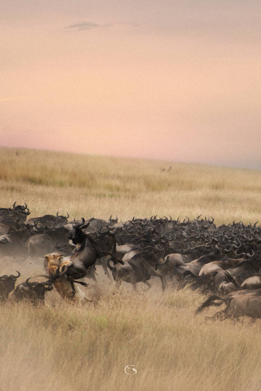 A lioness springing at a stampeding herd of wildebeest on the golden plains