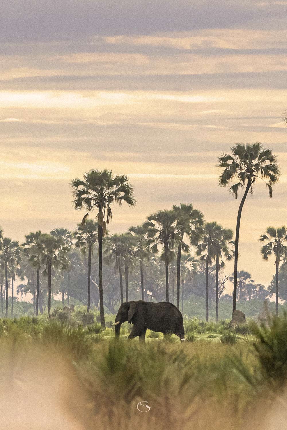 A lone elephant beneath tall palms in the Okavango Delta
