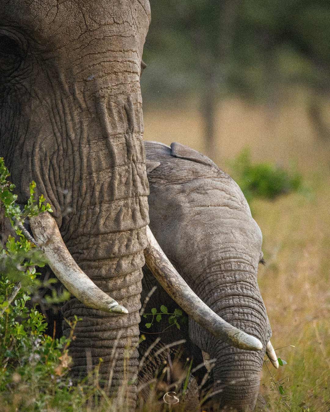 Elephant